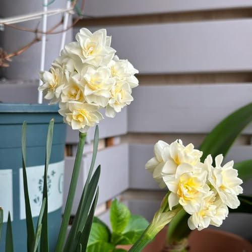 narzissen zwiebeln winterhart - indoor garten steingartenpflanzen winterhart narzissenzwiebeln pflanzen balkon deko blumen winterharte kübelpflanzen exotische zimmerpflanzen plants 8pcs
