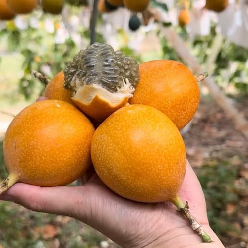 semi maracuyá perenni resistenti nano granadilla letto elevato per balcone pasiflora biologica di balcone resistenti, inverno interni esotici 200pcs