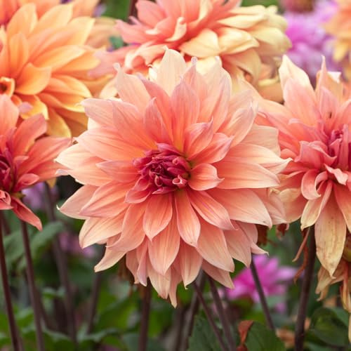 Dahlie Babylon Brons | 1 Stück | Knolle | Orange | 100% Blütegarantie | QFB Gardening