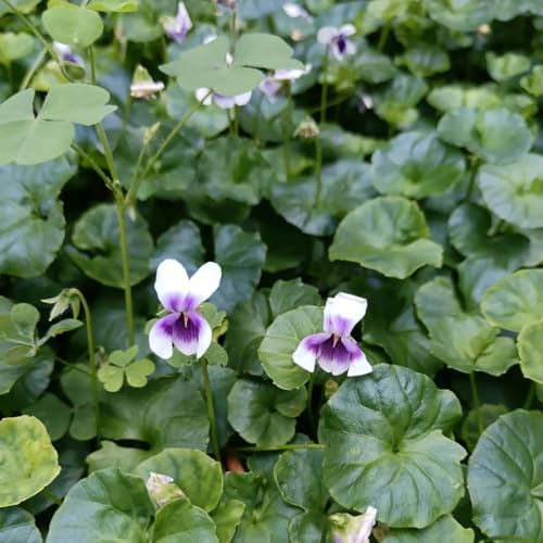 semillas de violetas perfumadas, perenne resistente viola odorata, silvestres perenne resistente Las de balcón 100pcs
