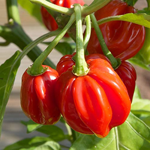 Viridis Hortus - 20 x Scotch Bonnet Red Chili Hot Pepper Vegetable Seeds