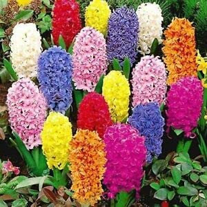 x6 Hyacinth Bedding Mixed 14/15cm Bulbs- Indoor Outdoor Perennial Garden Flowering Plant Bulb Spring Flowering Bulbs, Ready for Planting Now