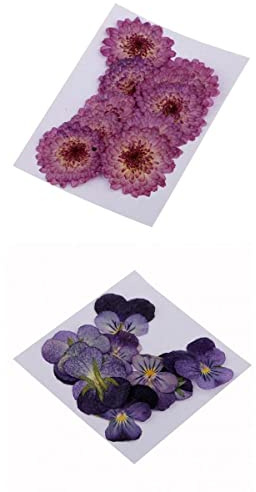 misppro 22pcs Pressed Real Daisy Pansy Dried Flowers DIY Floral Decor Embellishment
