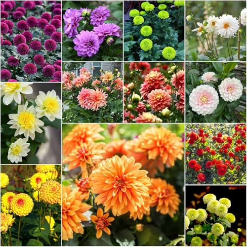 semillas de dalia resistentes - bonsai de balcon semillas jardin dalia resistentes balcon 100pcs