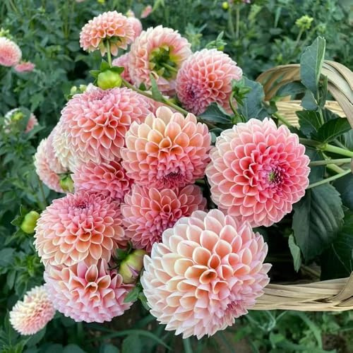 semillas dalia - semillas de prado de perennes resistentes, exóticas resistentes al aire libre, 70pcs
