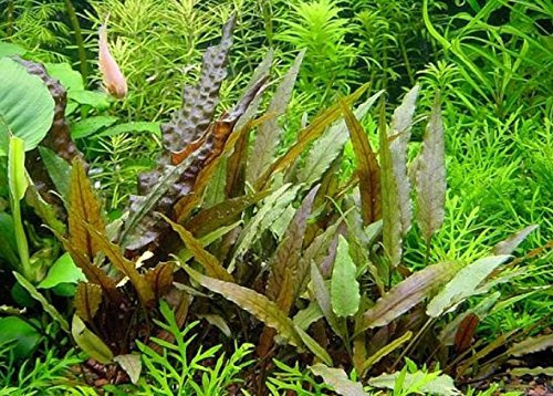 PondPlantsUK - Cryptocoryne beckettii - Aquarium Plants