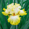 FStening 6 Pezzi Giallo Bulbi Di Iris Per La Piantagione Di Giardini All'aperto Ora Ampiamente Utilizzato Nelle Mostre Di Orticoltura Amate Dalle Persone