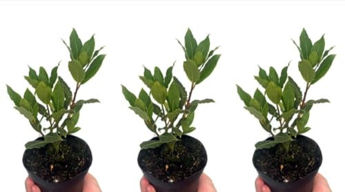 Pack de 6 plantas aromáticas de Laurel, 15-20 cm. Laurus nobilis. Arbusto perenne con hojas aromáticas, usadas en cocina y medicina. Segura Garden.