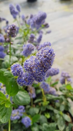 Ceanothus griseus 'Yankee Point' / Céanothe de Carmel/Conteneur de 3 à 4 litres/Arbuste persistant