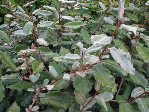 Eleagnus Ebbingei (Olivagno) – Arbusto Sempreverde H 140 cm in Vaso18 cm, Ideale per Siepi o Barriere Frangivento – Pianta Resistente, Foglie Verdi Argentee, FOTO REALI