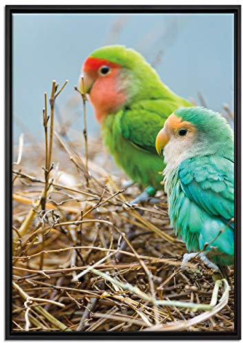 Pixxprint Papageien im Nest Leinwandbild 100x70 cm im Bilderahmen, Wandbild, Schattenfugenrahmen, Kein Poster
