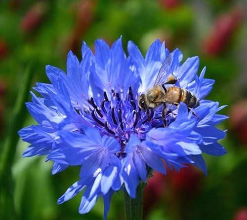 Cornflower Blue Boy 1100 Seeds + Plant tag + Freebie - Large Double Flower - Centaurea Cyanus