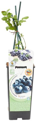 Verdecora Arándano Azul maceta 2L | Vaccinium corymbosum | Planta frutal de exterior en maceta | Ecológico Residuo 0 | Fácil de cuidar