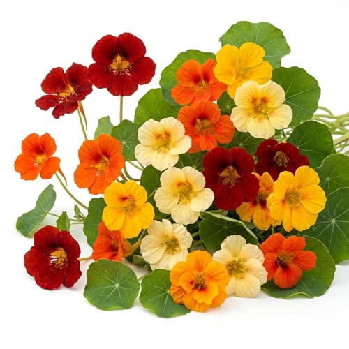 Semi Nasturzio Nano Doppio in Miscuglio | Fiori Colorati Compatti | Ideale per Balcone e Giardino | Fioritura Abbondante | Facile da Coltivare | Attira Api e Farfalle