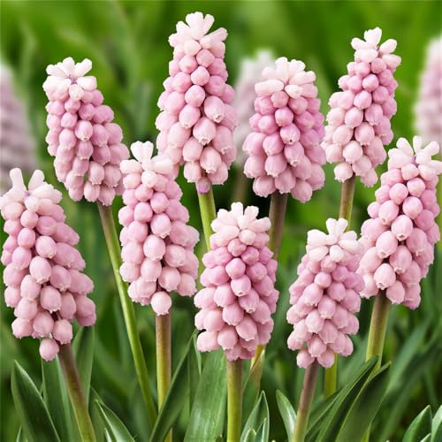 Strong Plants That Grow Well/Mix Golden Jade Carving Feels Perfect Hyacinth Grape Hyacinth Bulbs-4bulbs-C