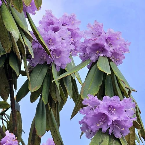 semillas resistentes de azalea Decoración de sala estar, ornamental, rododendro Arbustos decorativos, perennes resistentes, verdes, decoración 200pcs