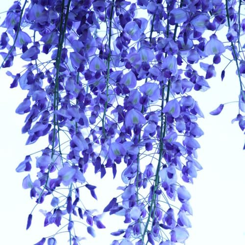 semillas glicina arbusto de mariposas bonsái de interior verano decorativas en extremadamente resistentes cortadas jardín interior reverdecimiento 40pcs