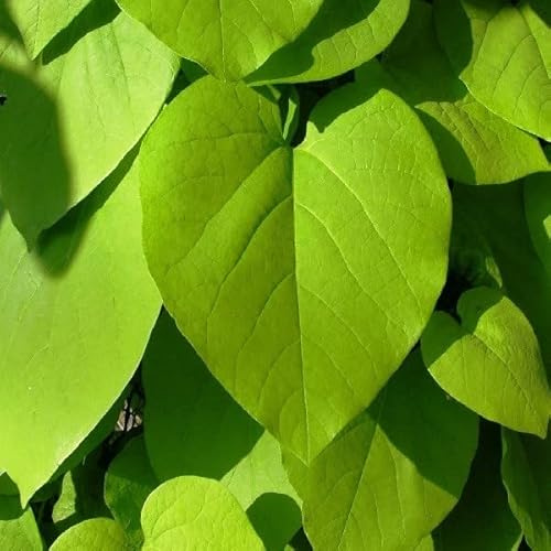 Pfeifenwinde - Aristolochia macrophylla - 50-60 cm Topf - Große Kletterpflanze für Pergola und Garten