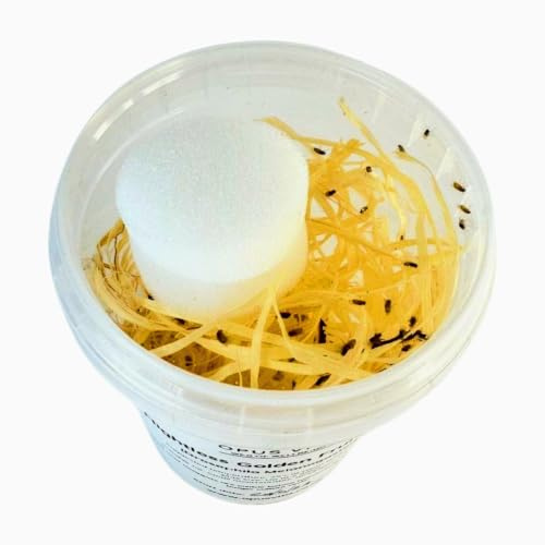 Flightless Fruit Flies, Drosophila Hydei, Live Food Culture for Small Invertebrates, 2.5mm - Opus Vita (Fresh Culture)