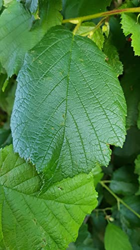 Corylus avellana/Noisetier commun/Conteneur de 2 à 2.9 litres/Touffe