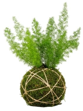 Kokedama Natural Espárrago Helecho Asparagus Densiflorus | Planta Viva Interior DECOALIVE