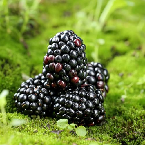 Himbeeren - säulenobstbäume obstgarten alte sorten obstbaum obstsamen säulenobst obstpflanzen seltene steingartenpflanzen exotische zwergobstbäume winterhart balkongewächshäuser 250Samen