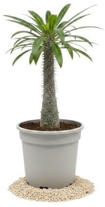 Pachypodium Lamerei Palmera de Madagascar DECOALIVE Maceta 10 cm Altura 20 cm Planta Decorativa para Dormitorio Luminoso