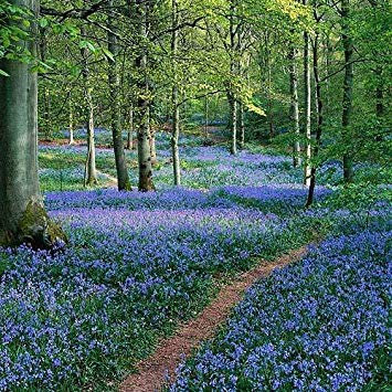 Semilla de maceta 50 Semi Campanula, Britannici sementi autoctone Fiore Selvaggio