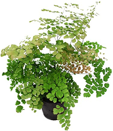 Adiantum Natural Planta Colgante de Interior o Exterior - Cabello de Venus