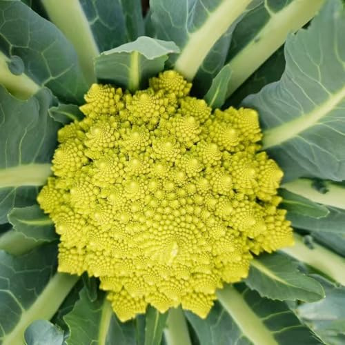 Coliflor sostenibles Semillas de coliflor variedades antiguas y raras de Compre invierno, resistentes jardín 400semillas