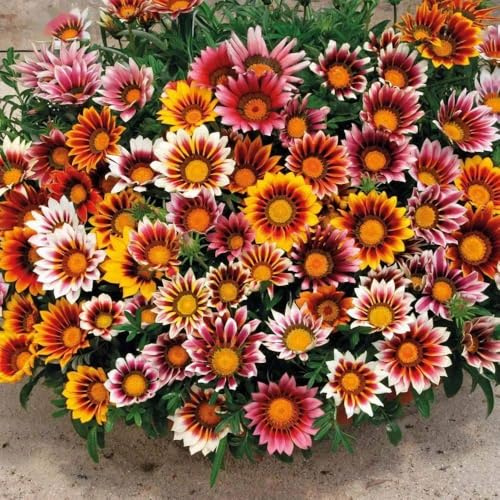 99pcs Gazania & Tithonia Mexican Sunflower Seeds– Perennial Ground Cover Plants, Heat & Drought Tolerant, Easy to Grow, Colorful Blooms for Garden, Butterfly & Pollinator Friendly