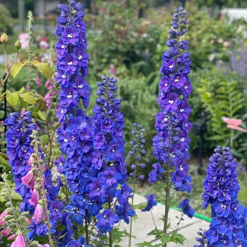 rittersporn - delphinium - balkon topfpflanzen draußen winterhart blumensamen mehrjährig winterhart bodendecker 400samen