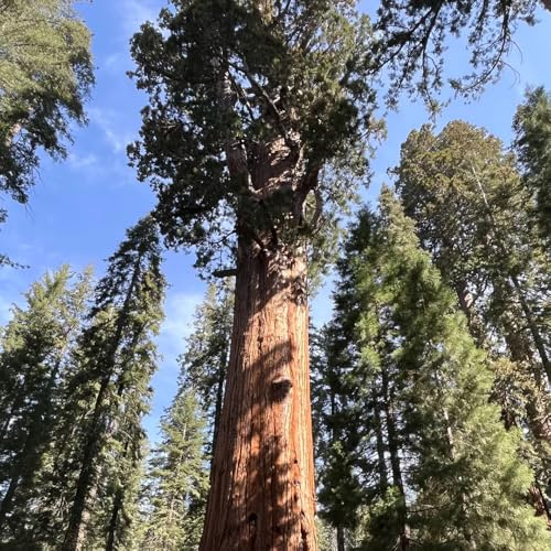 semillas de secuoya, para balcón, parterre, decoración de Sequoia sempervirens, interior exóticas purificadoras jardín, 300pcs