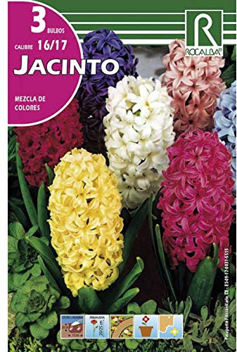 Bulbos de jacinto variado (bolsa 3 bulbos)