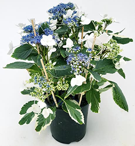 POWERS TO FLOWERS - ORTENSIA BIANCA TELLER VARIEGATA, VASO 15CM DIAMETRO, pianta vera