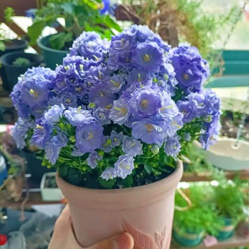 Semi di campanula-Campanula media,resistenti per il giardino,bellissime in vaso semi di perenni resistenti resistenti in vaso 200pcs