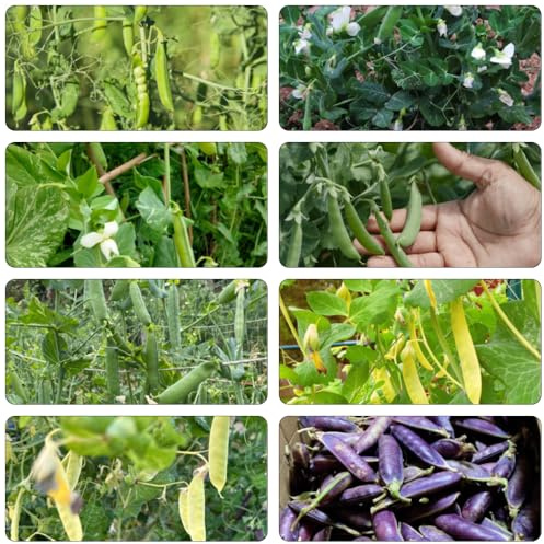 Guisante Guisantes - trepadoras semillas de jardín semillas orgánicas balcón con camas elevadas silvestres 150pcs
