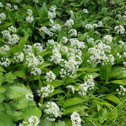 semillas de ajo silvestre - de interior exóticas ajo silvestre jardín orgánicas jardín parterre invernadero decoración sala estar 200pcs