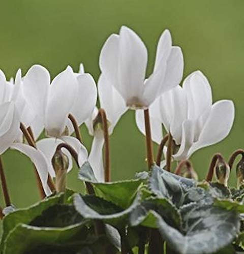 Herbst Alpenveilchen Ice Pure White - Cyclamen hederifolium - Gartenpflanze