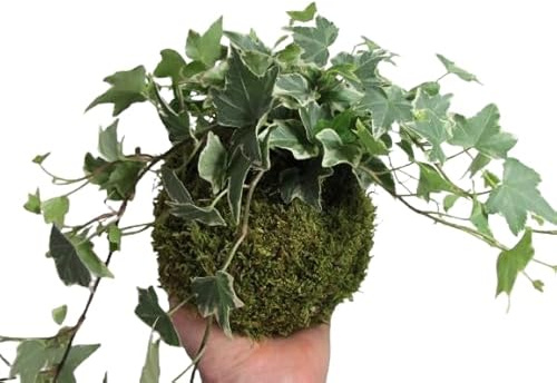 DECOALIVE |Hiedra| Kokedama Bola Musgo | Árbol Natural de Interior