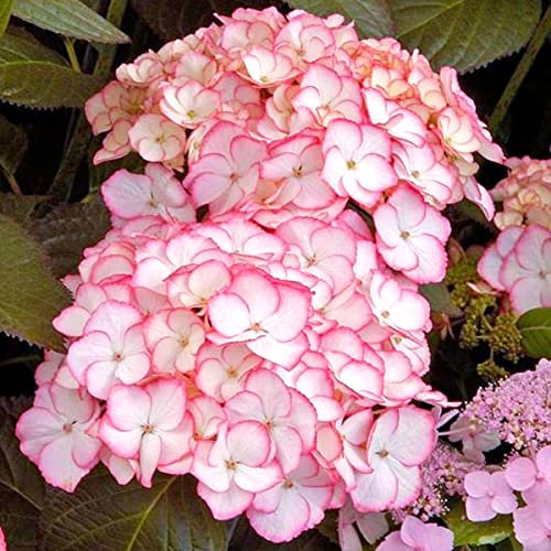 Hydrangea macrophylla Sabrina - Hydrangea - Plant in 2 L Pot