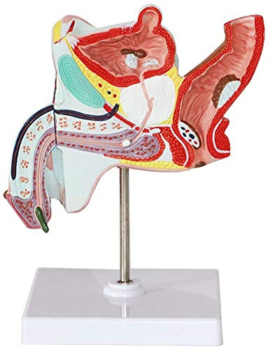 LBYLYH del Modelo De Órgano Humano Modelo Anatómico del Tracto Urinario De La Gonorrea Sistema Reproductivo Masculino, Proporción 1: 1 Extraíble para El Colegio De Educación Médica
