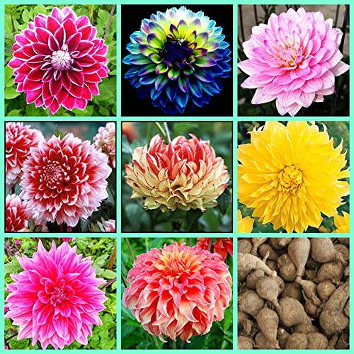 Rizoma di Zinnia,Mix,Bulbi di dalia,misto,piantato in autunno,fiorisce in estate,i fiori sono enormi,dai colori vivaci,adatti per essere piantati in giardini o in vaso