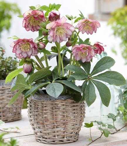 BALDUR Garten 2x Christrosen 'Double Ellen Picotée' Pflanzen im 9x9 cm-Topf | Helleborus niger, winterharte Staude, mehrjährig & pflegeleicht, schattiger Standort geeignet, blühend