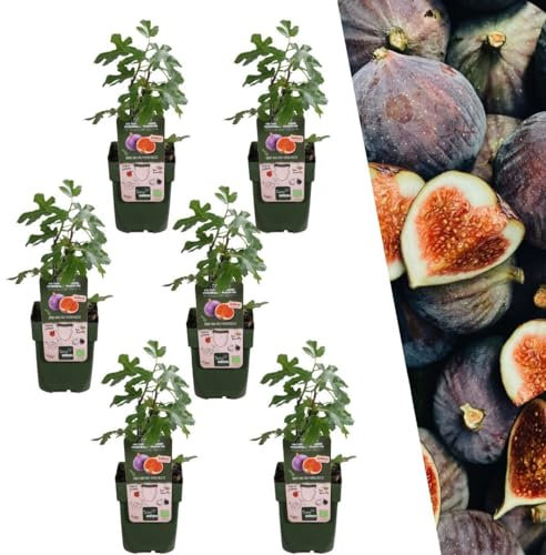 Plants by Frank | 6 Feigenbaum Pflanzen | 100% Bio Obstpflanzen | Feigenbaum Winterhart | Gartenpflanzen | Winterharte Pflanzen Garten | Gartenpflanzen Winterhart