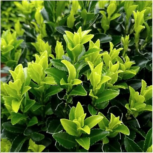 Euonymus 'Green Spire' – Japanischer Spindelstrauch – Immergrün – Ø7cm – ↨15cm – 6 Pflanzen – Buchsbaum-Ersatz für Hecken & Beete