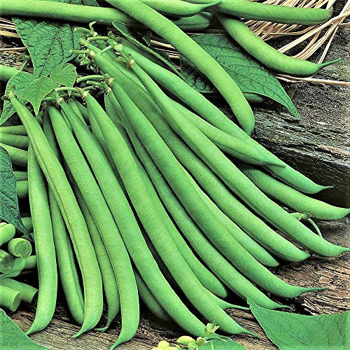 Bolly Bulbs® - Dwarf French Beans 'Tendercrop' - (35 Seeds)