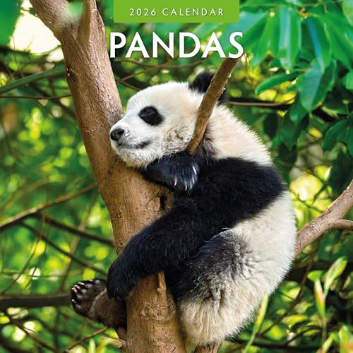 Pandas - 2026 Square Wall Calendar - by Red Robin Publishing