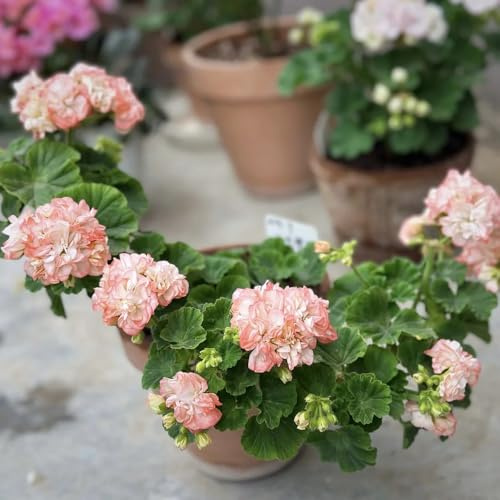 geranien, pelargonium balkonblumen, wohnzimmer deko, schattenpflanzen topfpflanzen draußen winterhart seltene wildblumen 10samen