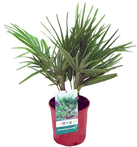 Palmera Chamaerops Humilis (Altura 70 Cm aprox) -Palmera Natural - Palmera Exterior - Planta Viva